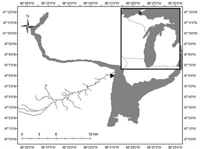 High Daily and Year-Round Variability in Denitrification and Nitrogen Fixation in a Northern Temperate River